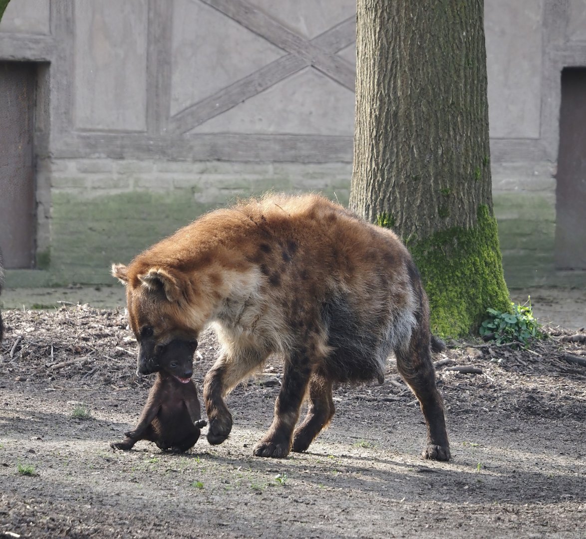 Spotted hyena (Crocuta crocuta) with cub, 2024-03-20