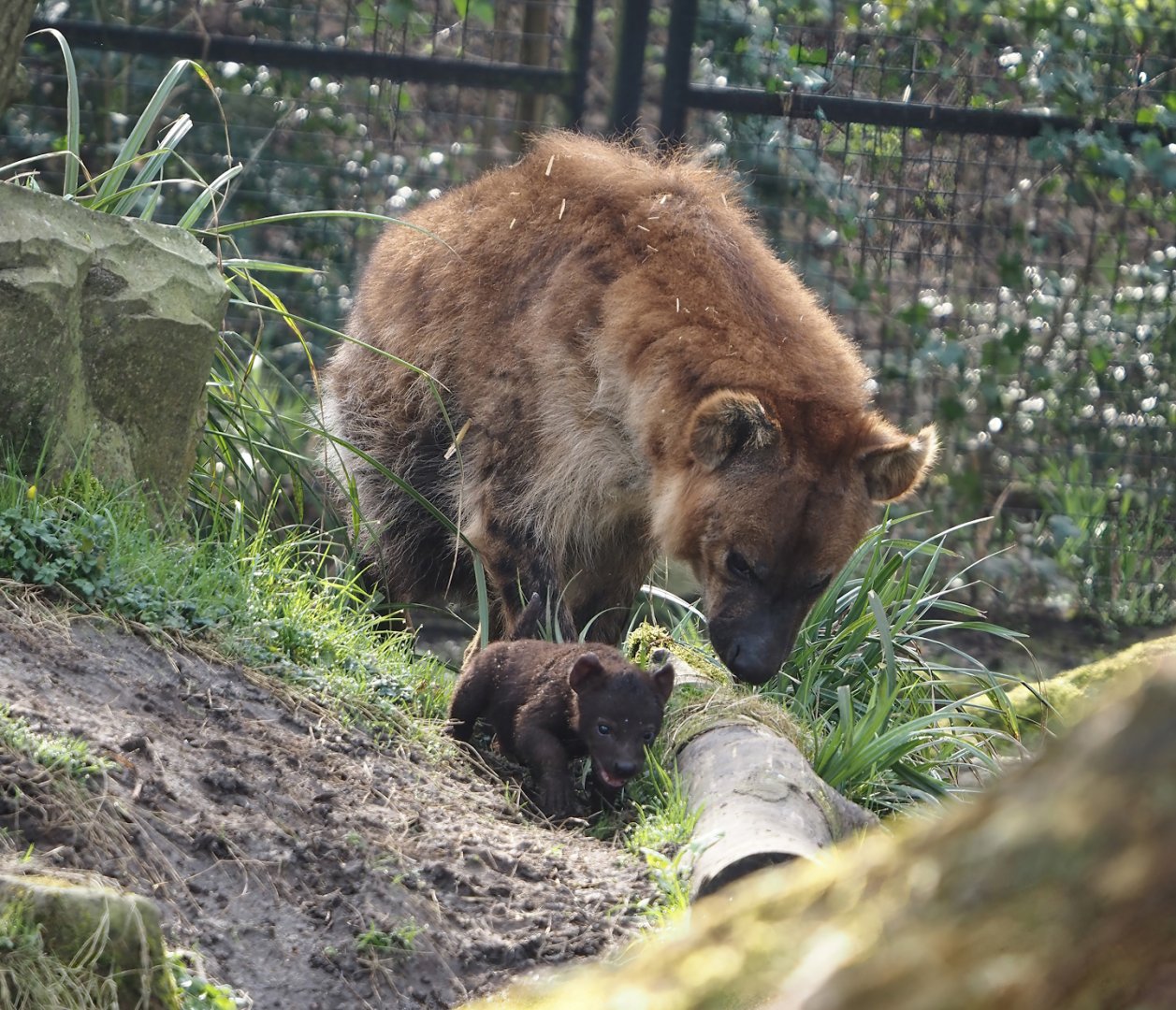 Spotted hyena (Crocuta crocuta) with cub, 2024-03-20