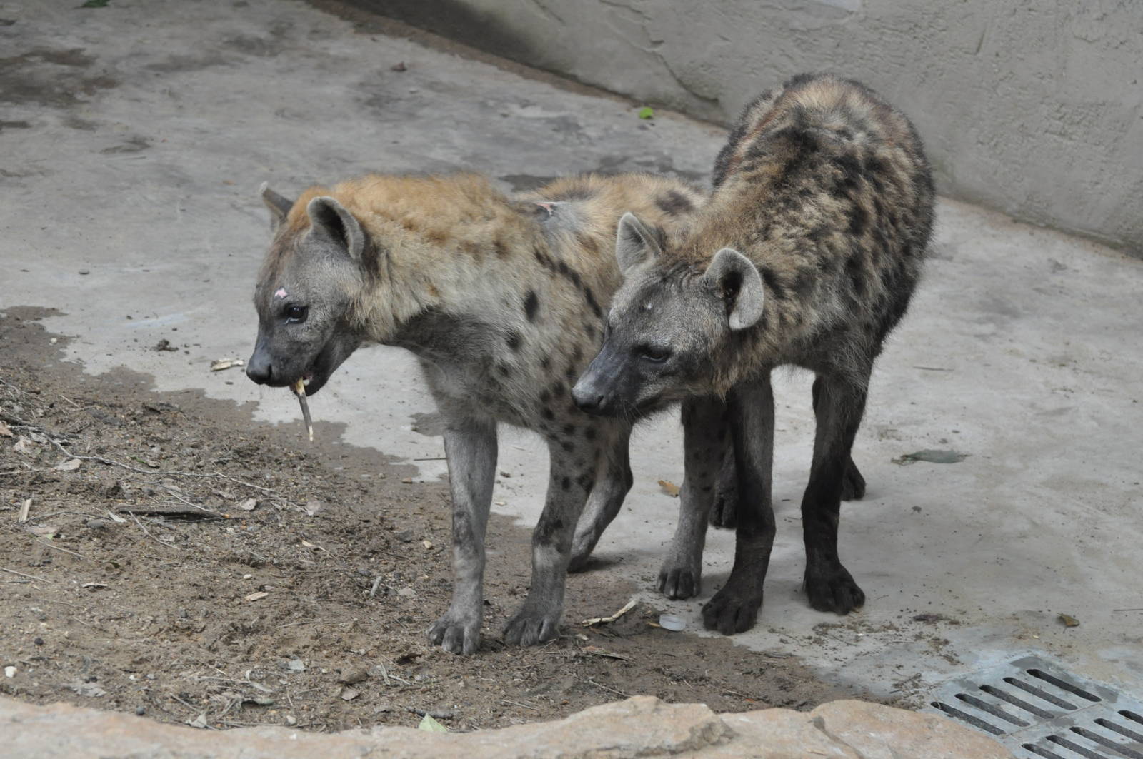 Spotted hyena/ Crocuta crocuta