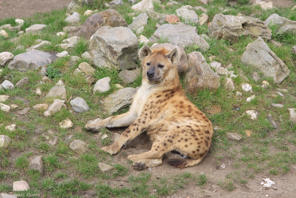 Spotted Hyena (Crocuta crocuta)