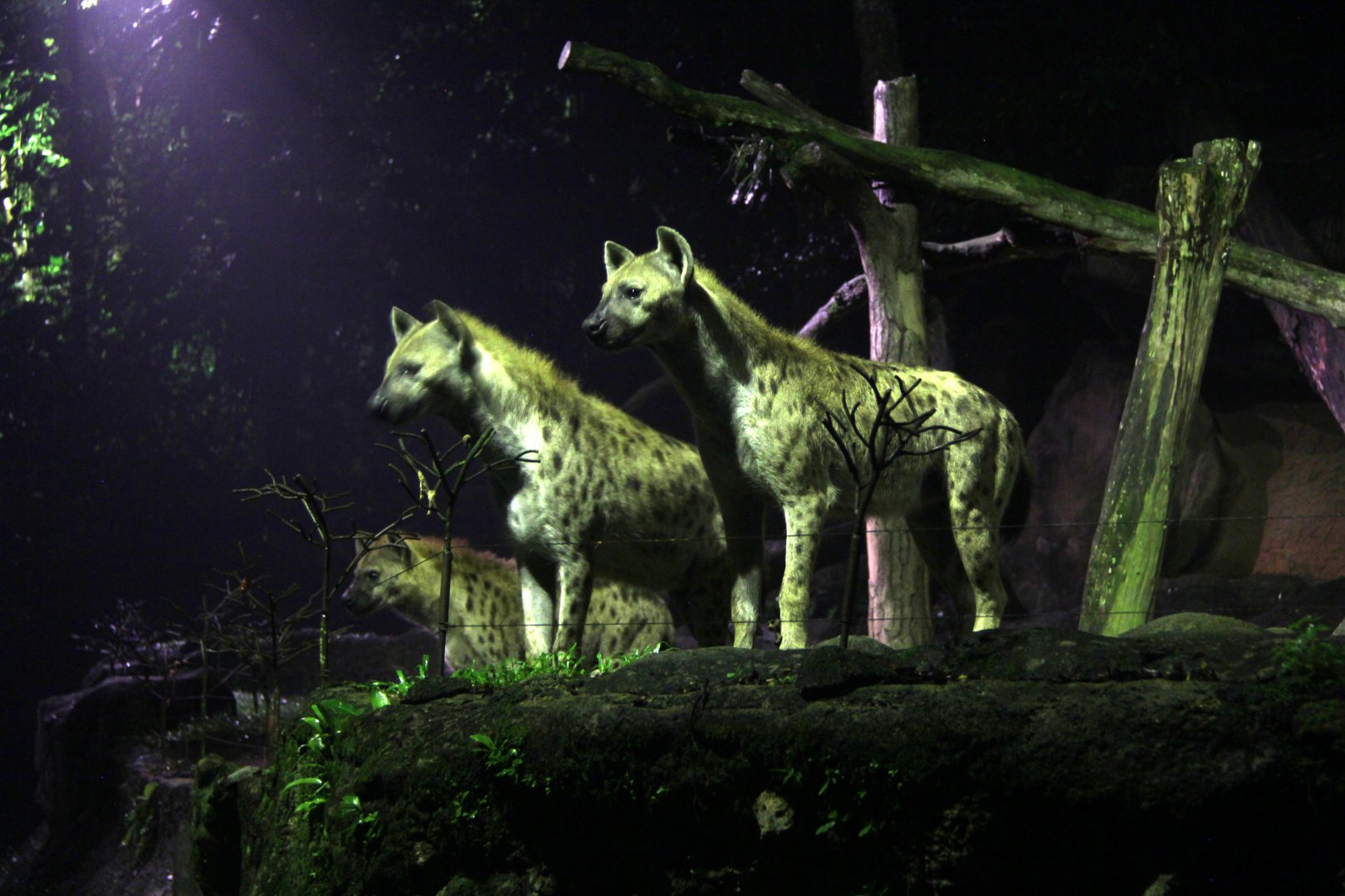 spotted hyena (Crocuta crocuta)