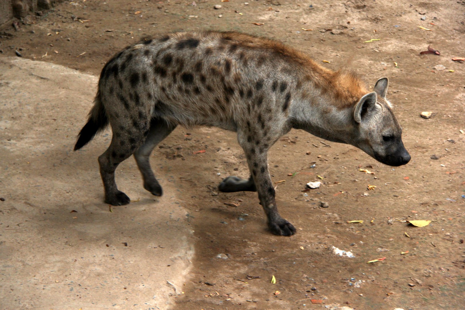 spotted hyena (Crocuta crocuta)