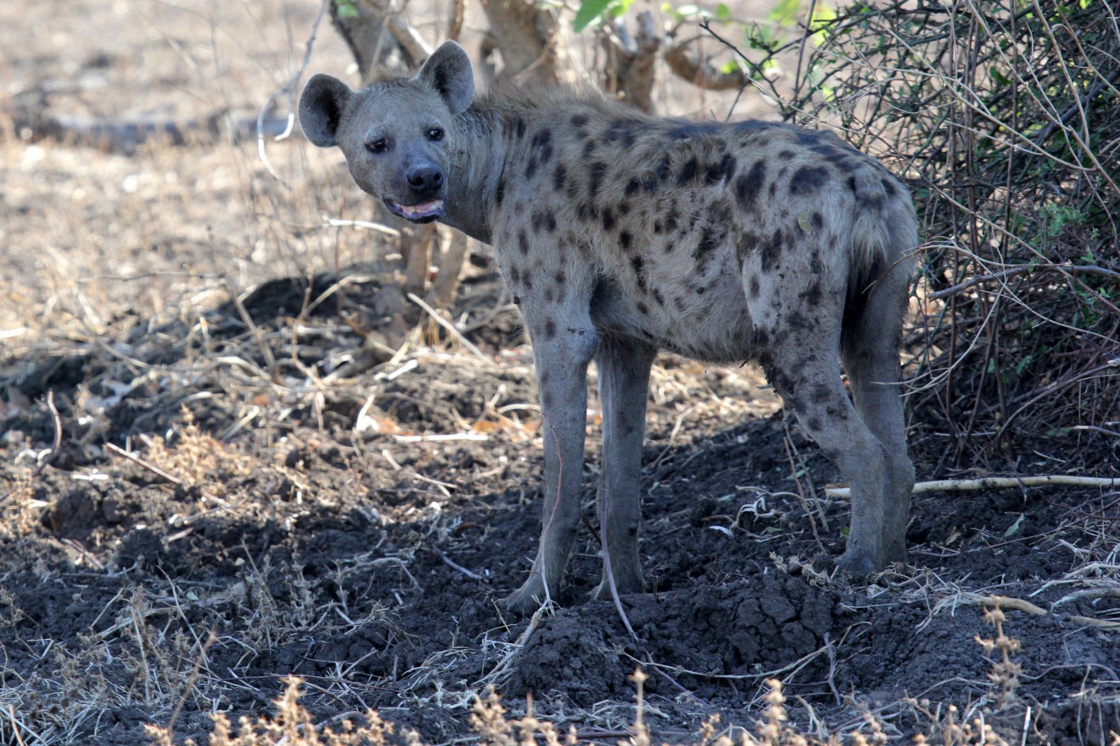 spotted hyena (Crocuta crocuta)