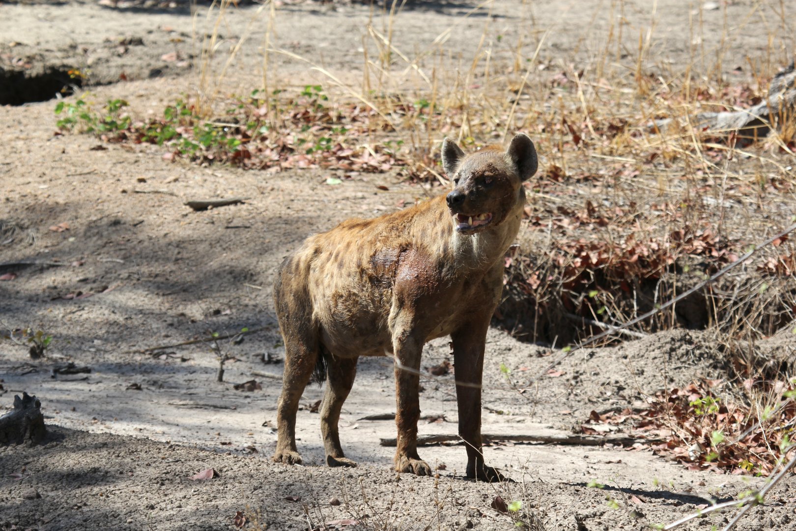 spotted hyena (Crocuta crocuta)