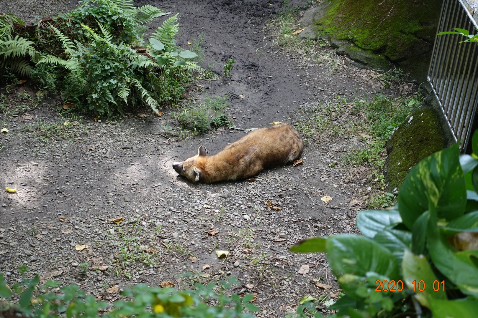 Spotted Hyena (Crocuta crocuta)