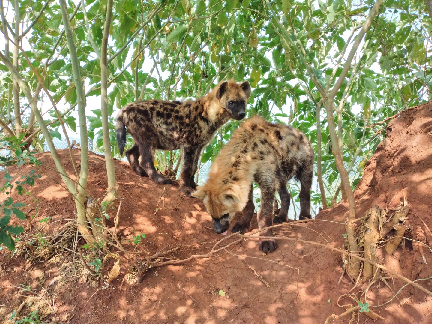 Spotted Hyena (crocuta crocuta)