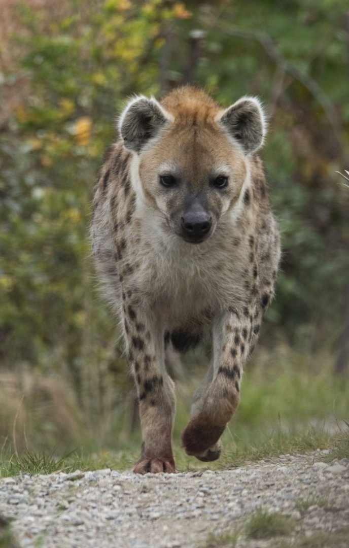 Spotted hyena (Crocuta crocuta)