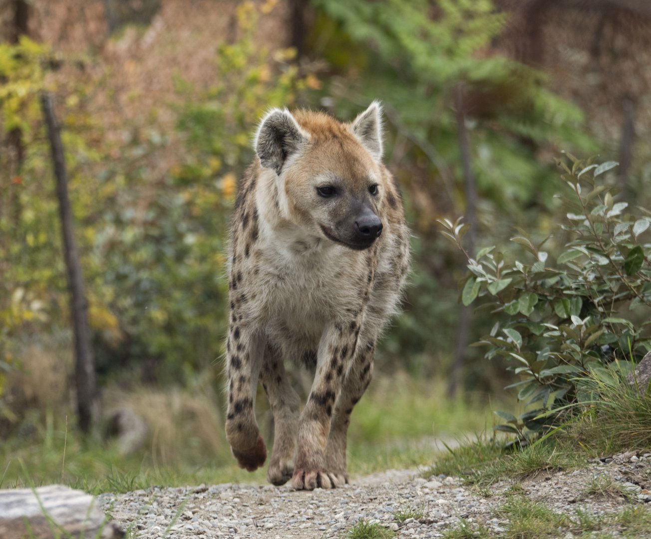 Spotted hyena (Crocuta crocuta)