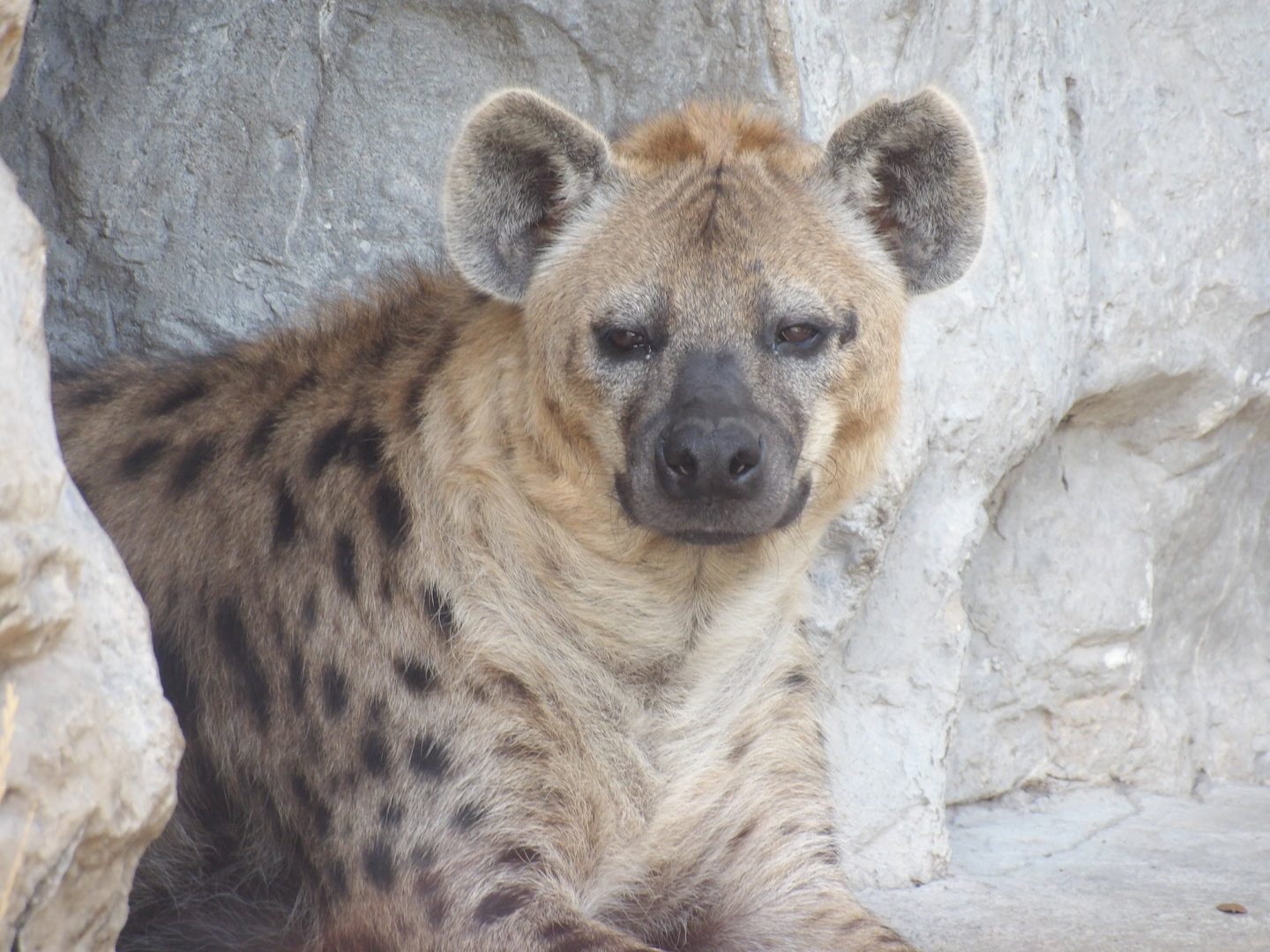 Spotted Hyena(Crocuta crocuta)