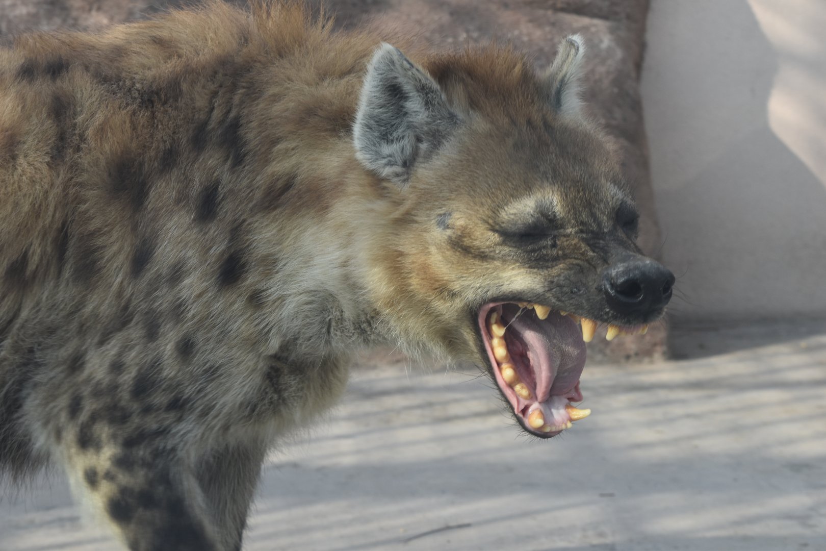 Spotted hyena (Crocuta crocuta)