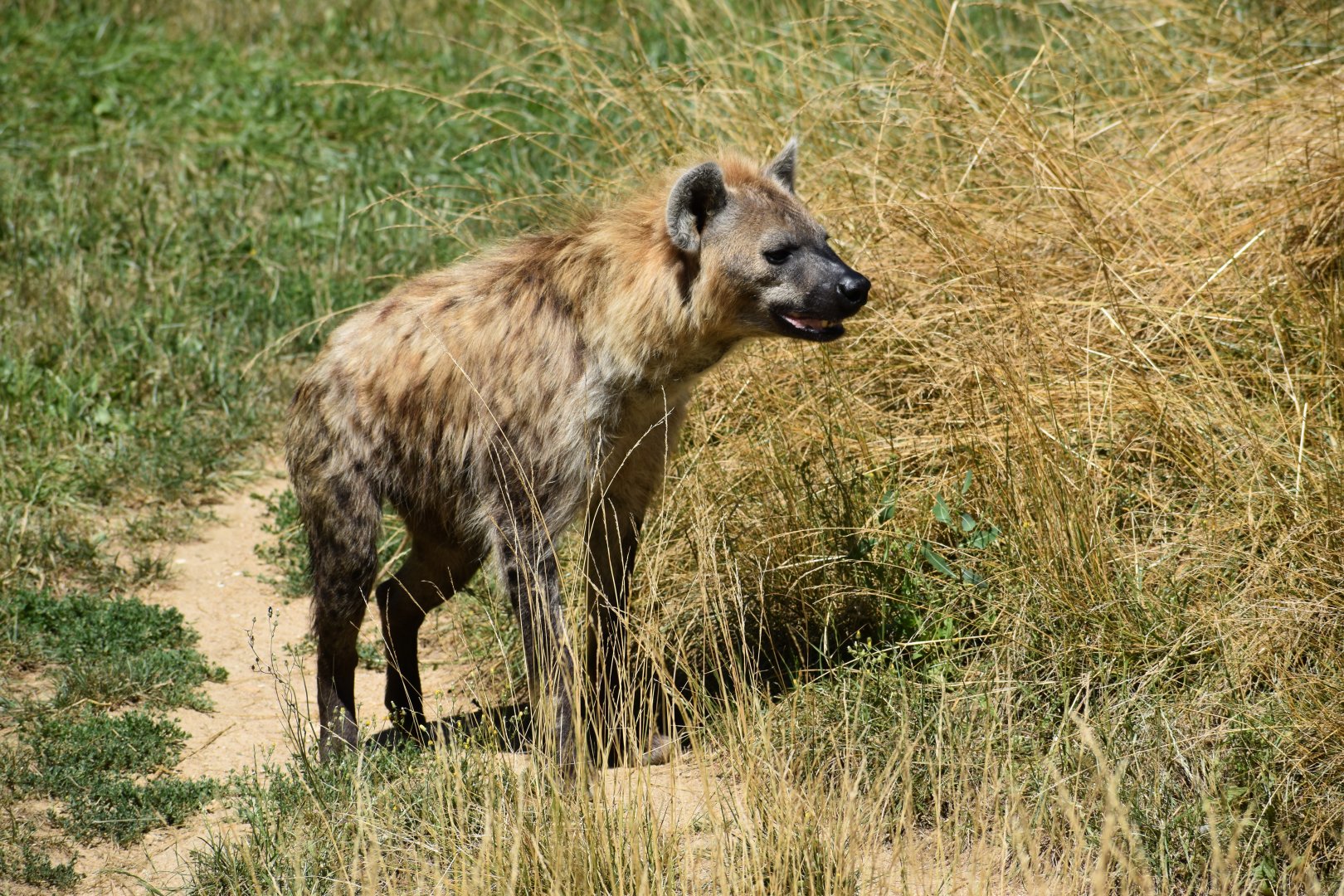 Spotted hyena (Crocuta crocuta)