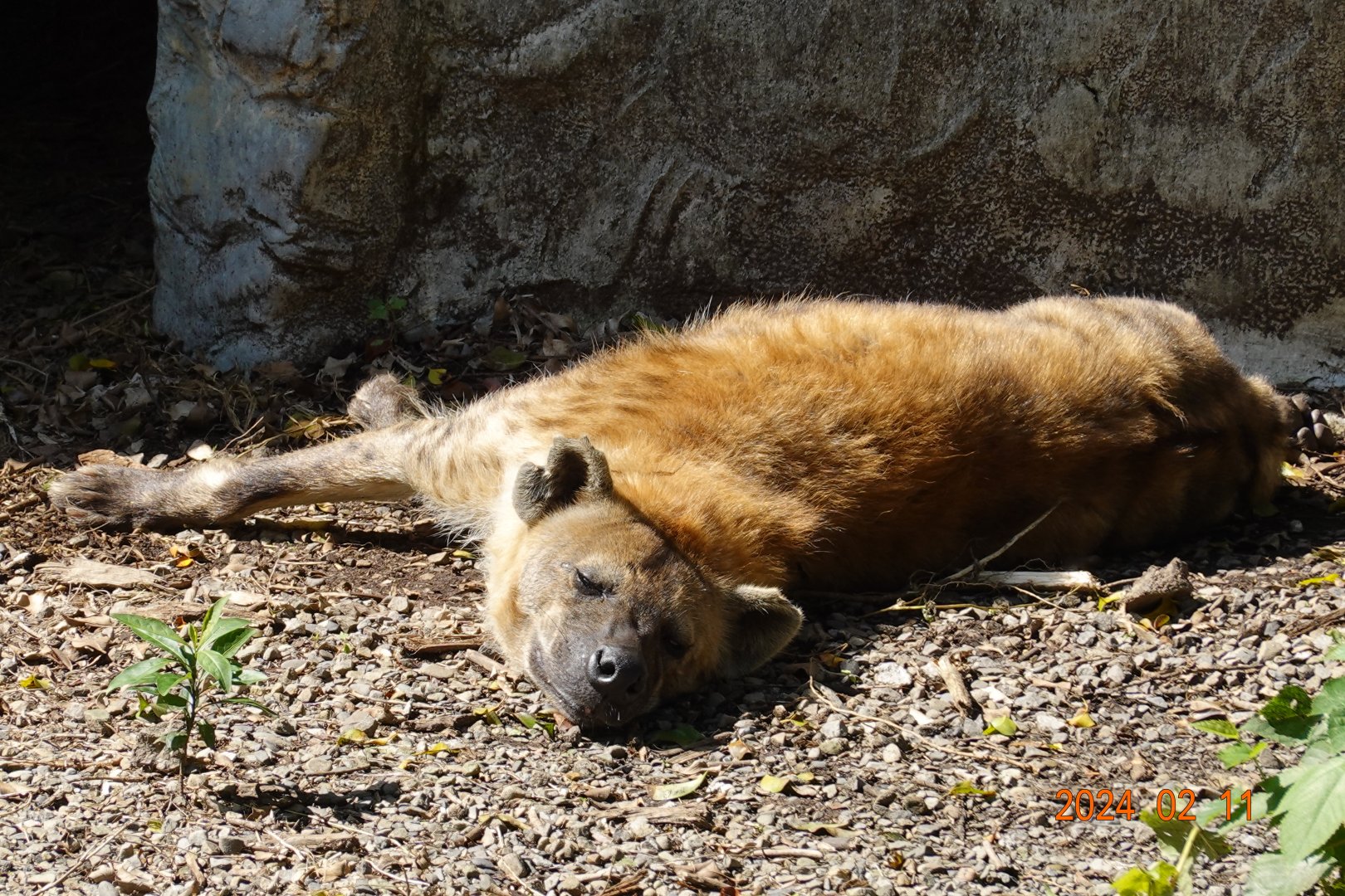Spotted Hyena (Crocuta crocuta)