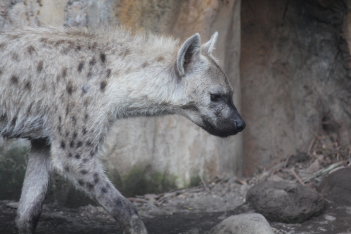 Spotted hyena (Crocuta crocuta)