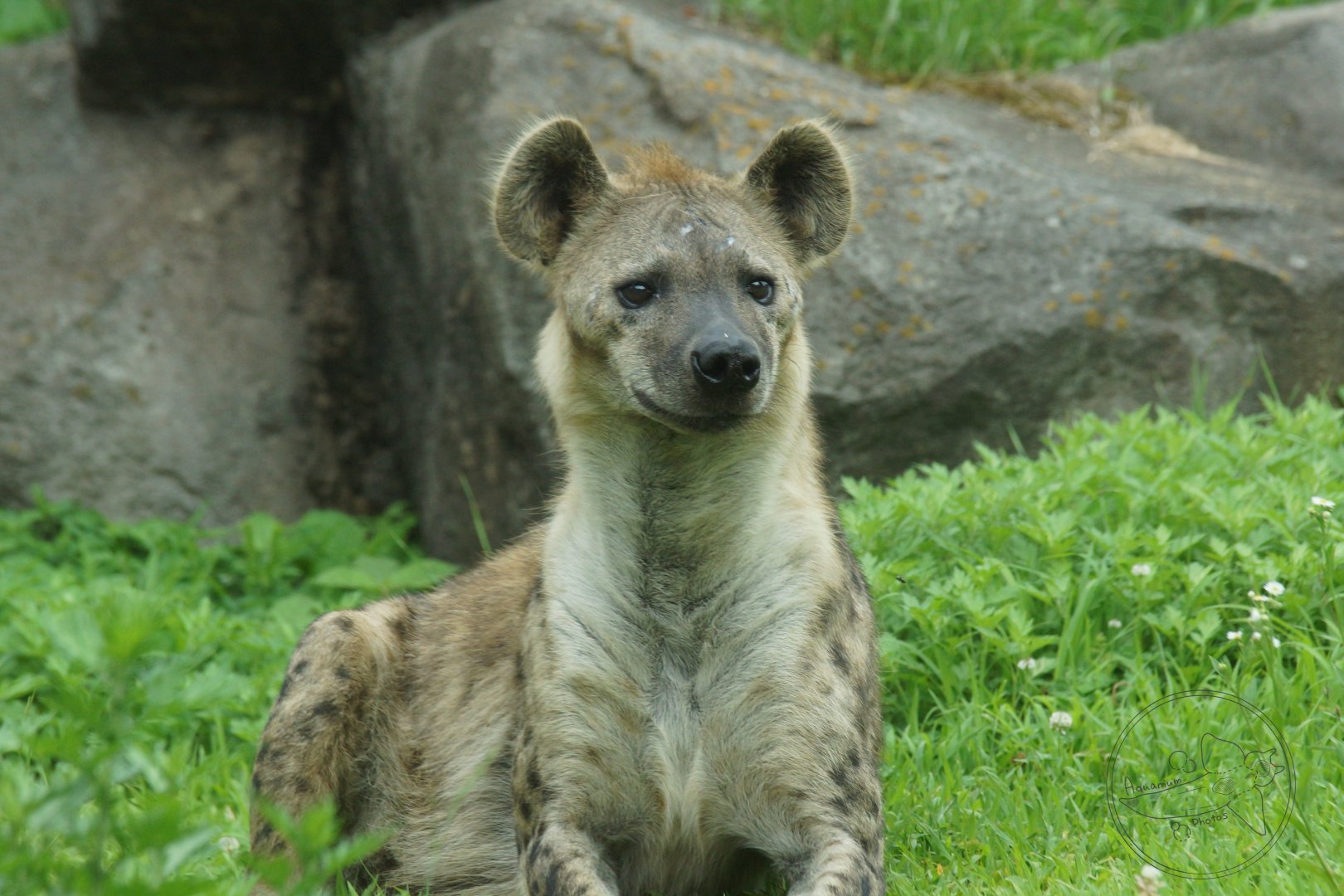 Spotted Hyena (Crocuta crocuta)