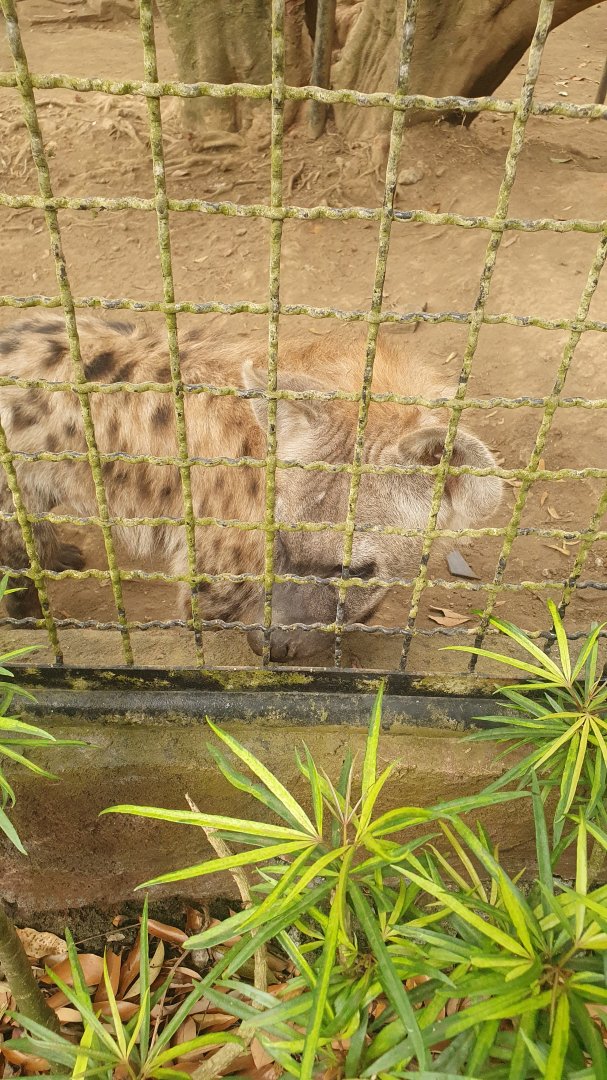 Spotted Hyena (Crocuta crocuta)