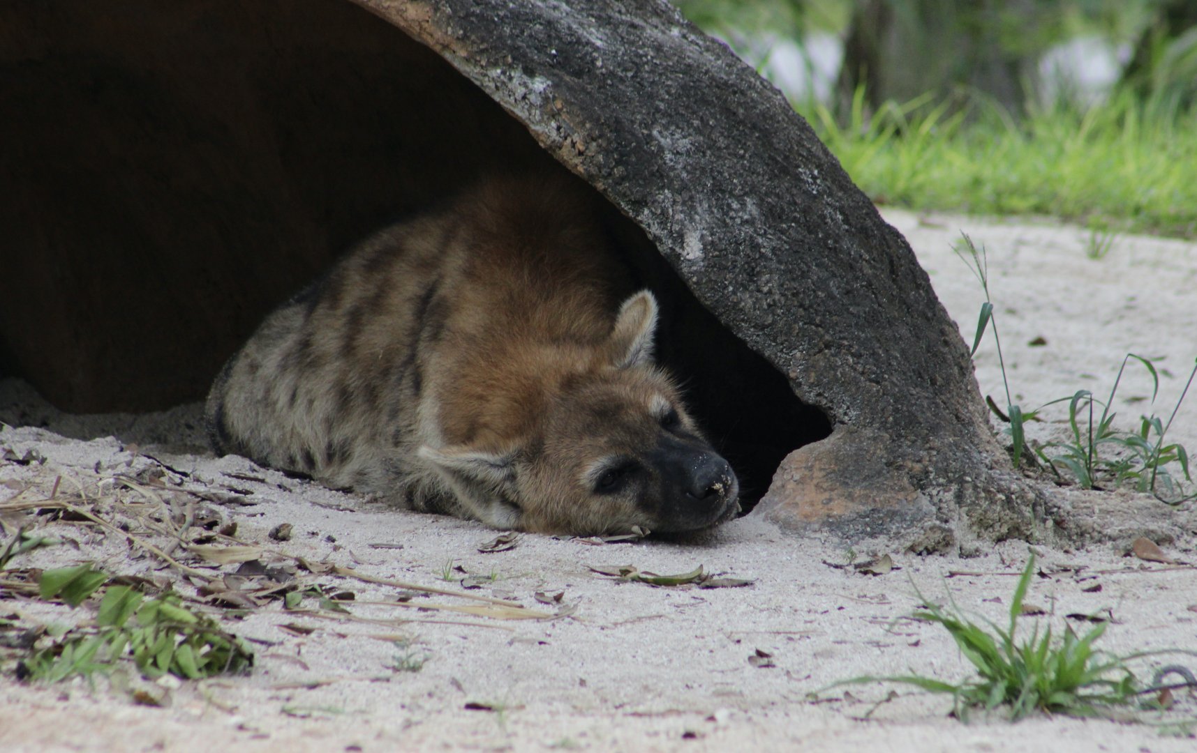 Spotted Hyena (Crocuta crocuta)