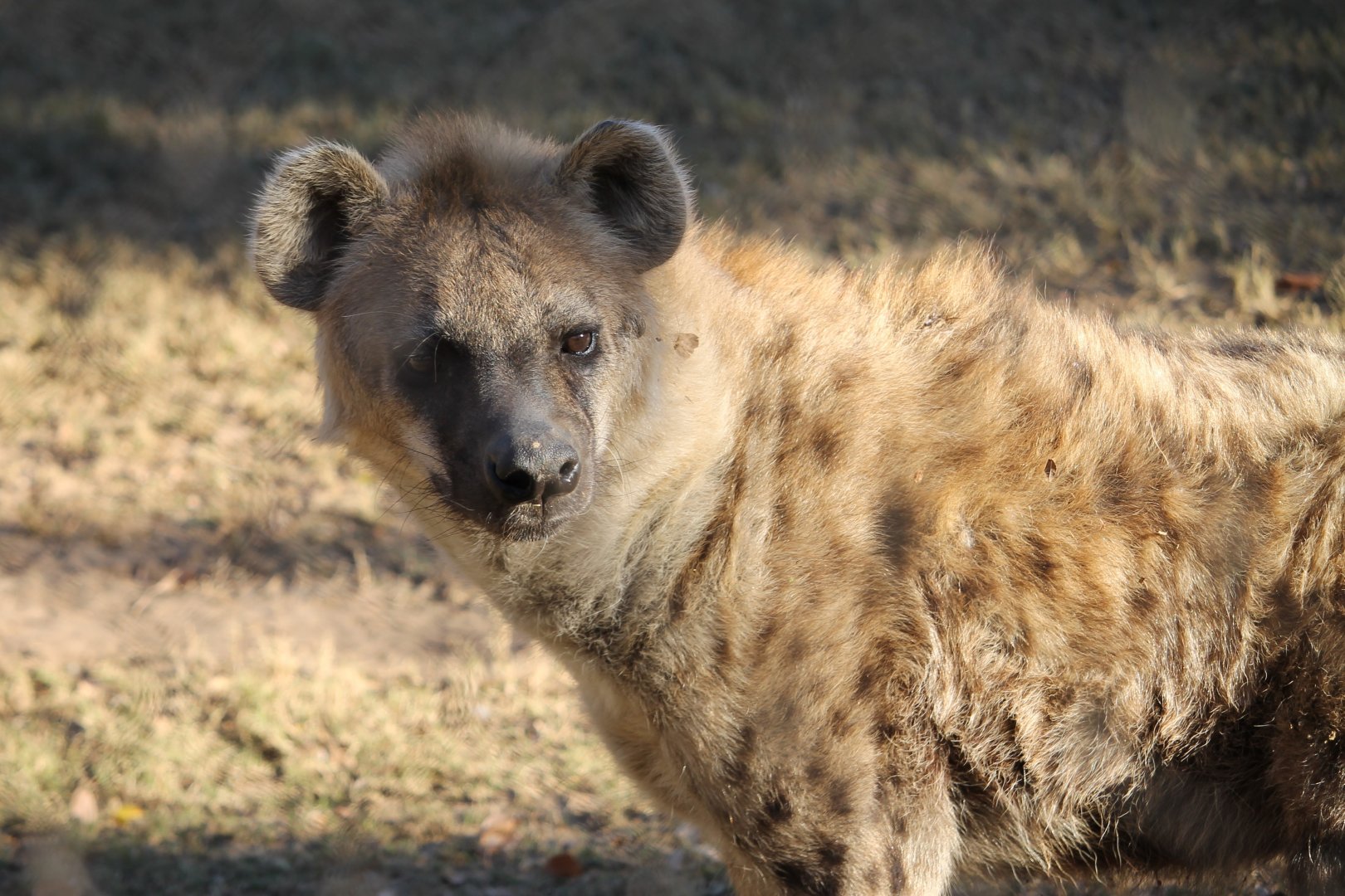 Spotted Hyena (Crocuta crocuta)