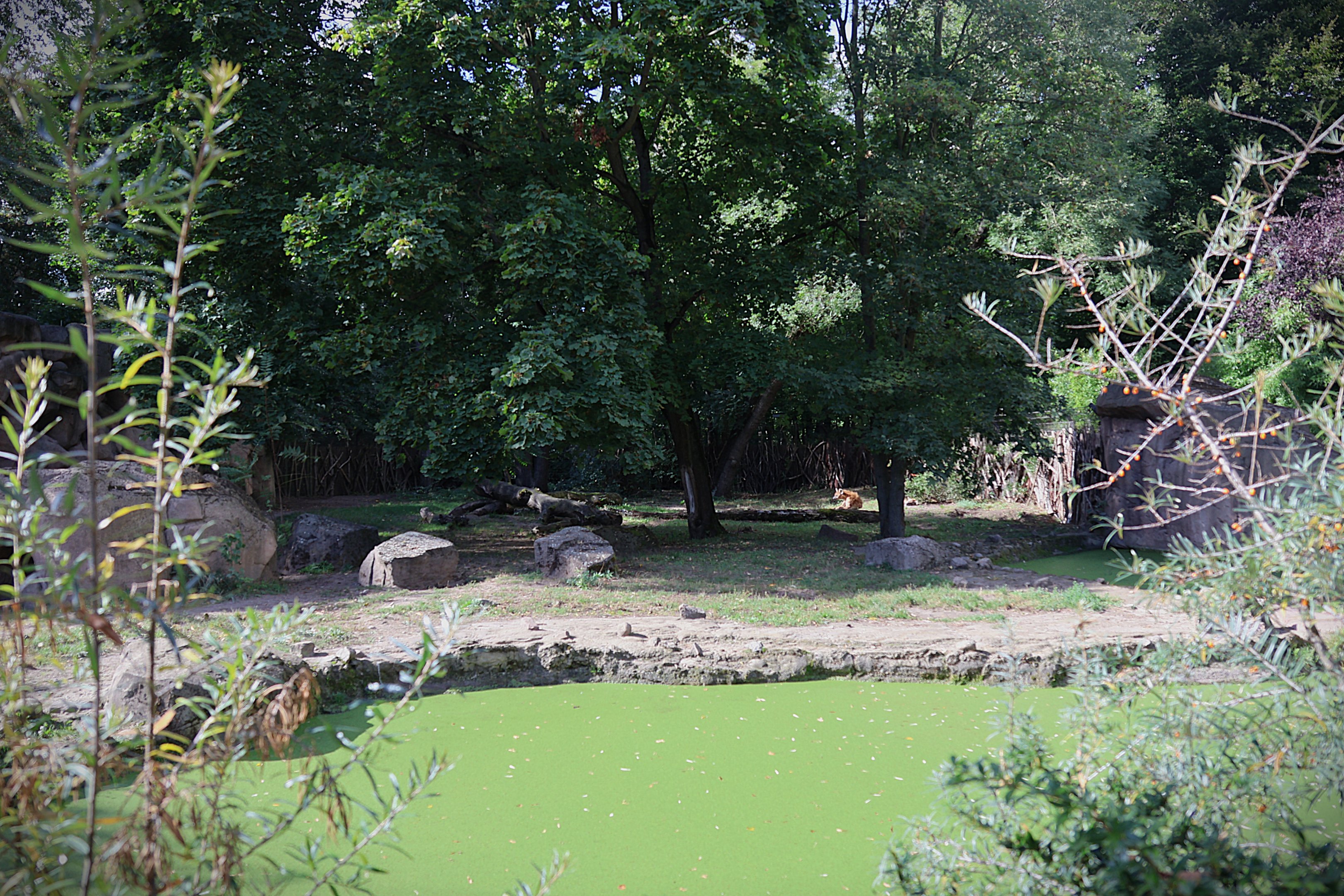 Spotted Hyena (Crocuta crocuta)