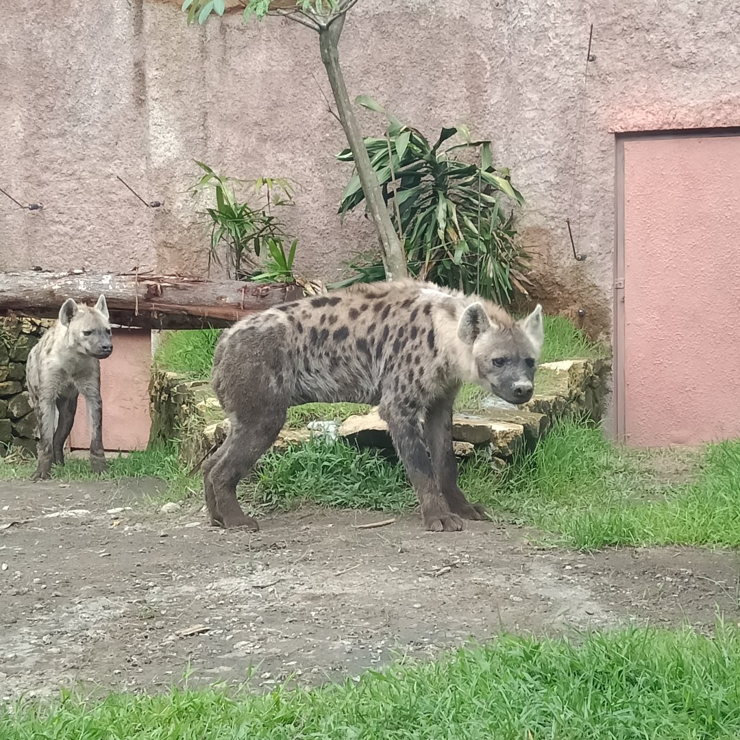 Spotted hyena (Crocuta crocuta)