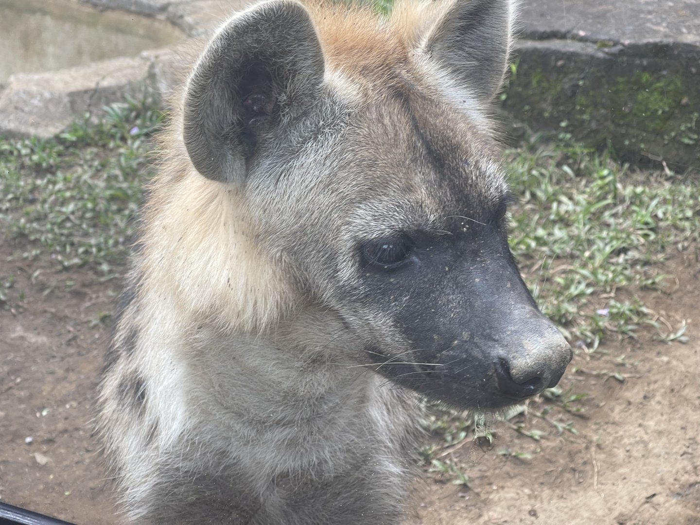 spotted hyena (crocuta crocuta)