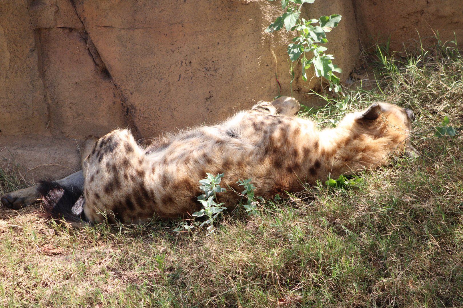 Spotted Hyena (Crocuta crocuta)