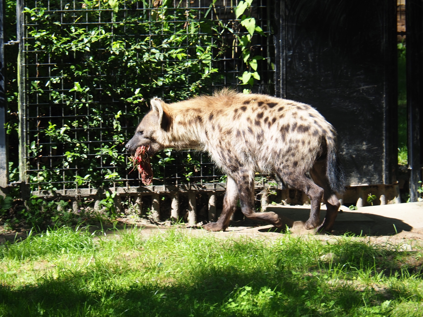 Spotted hyena (Crocuta crotuca) carrying around his food