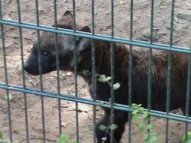 spotted hyena cub 050910