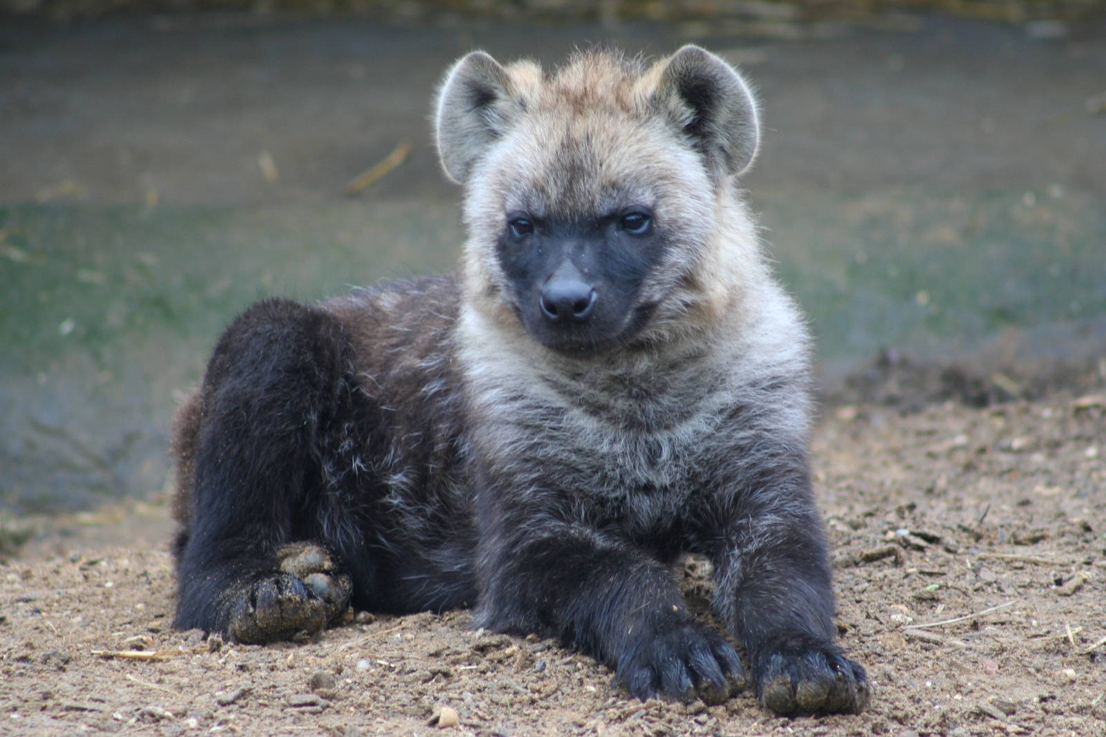 Spotted Hyena cub @ Colchester, 23.10.2012
