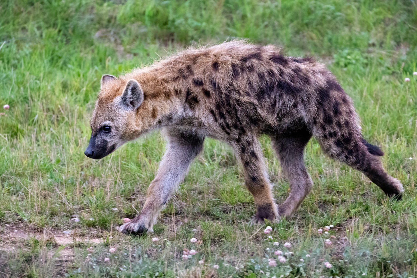 Spotted Hyena Cub - Maverick - Male / YWP / 20-8-21