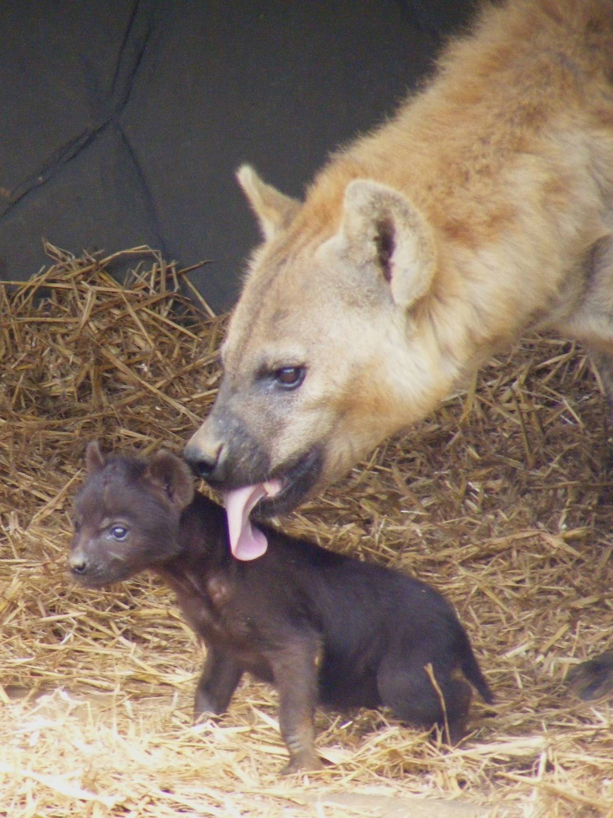 Spotted hyena cub