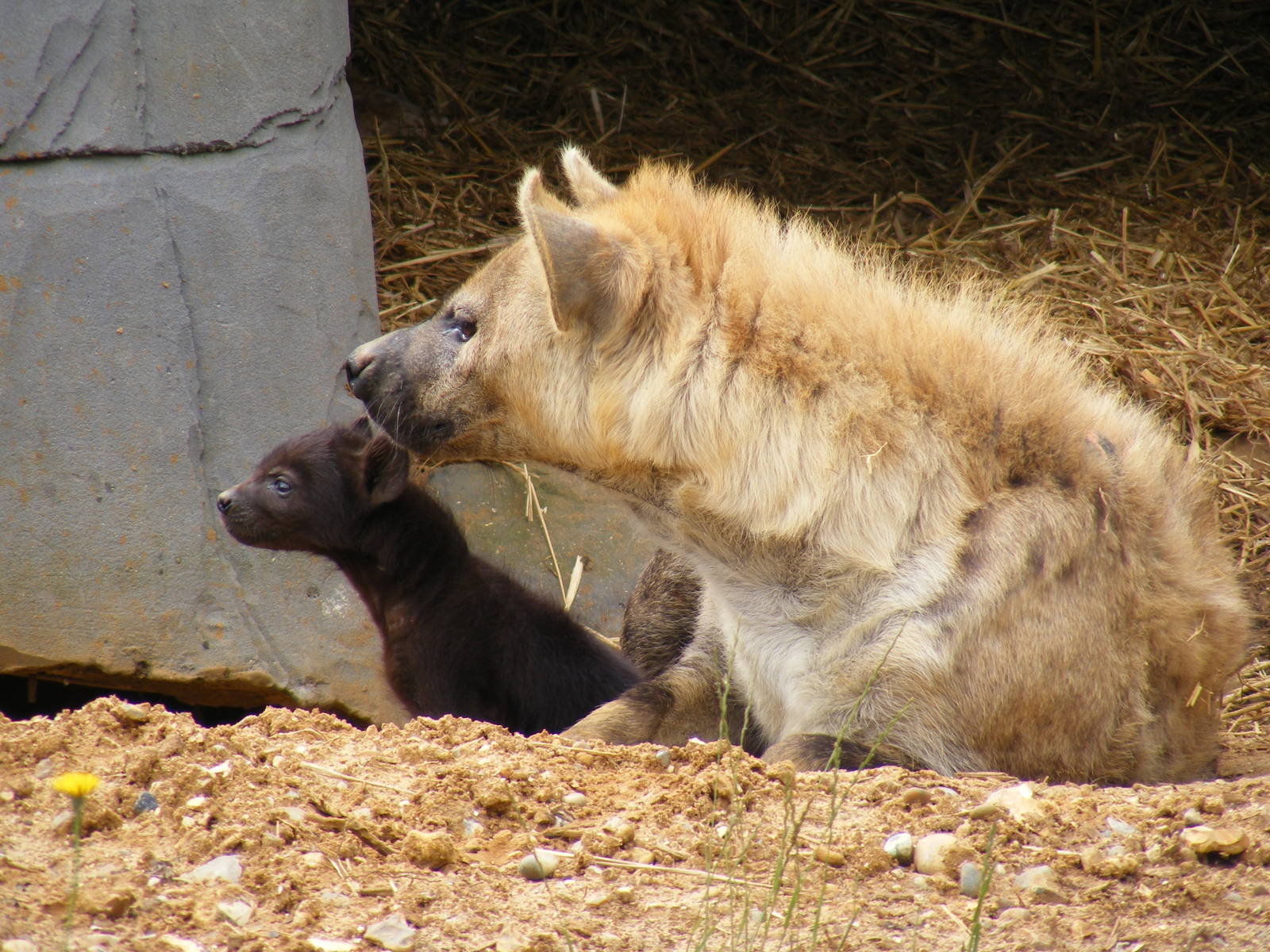 Spotted hyena cub