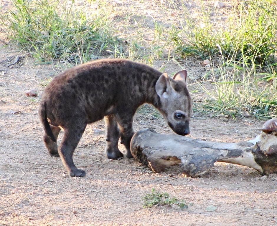 Spotted Hyena Cub