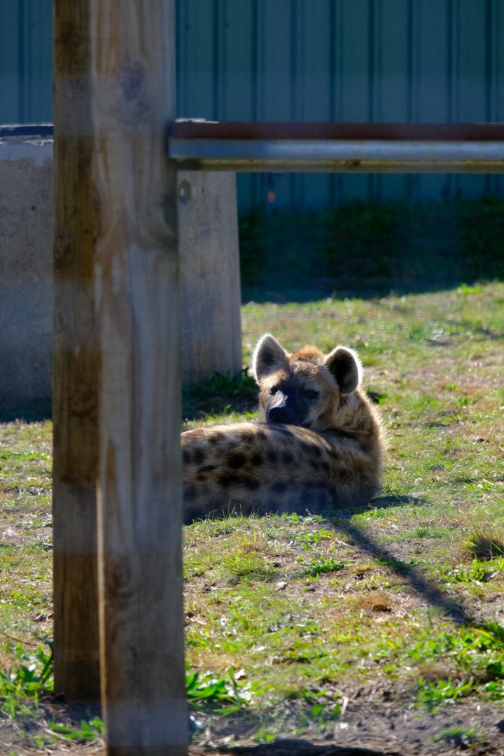 Spotted Hyena - Darling Downs Zoo