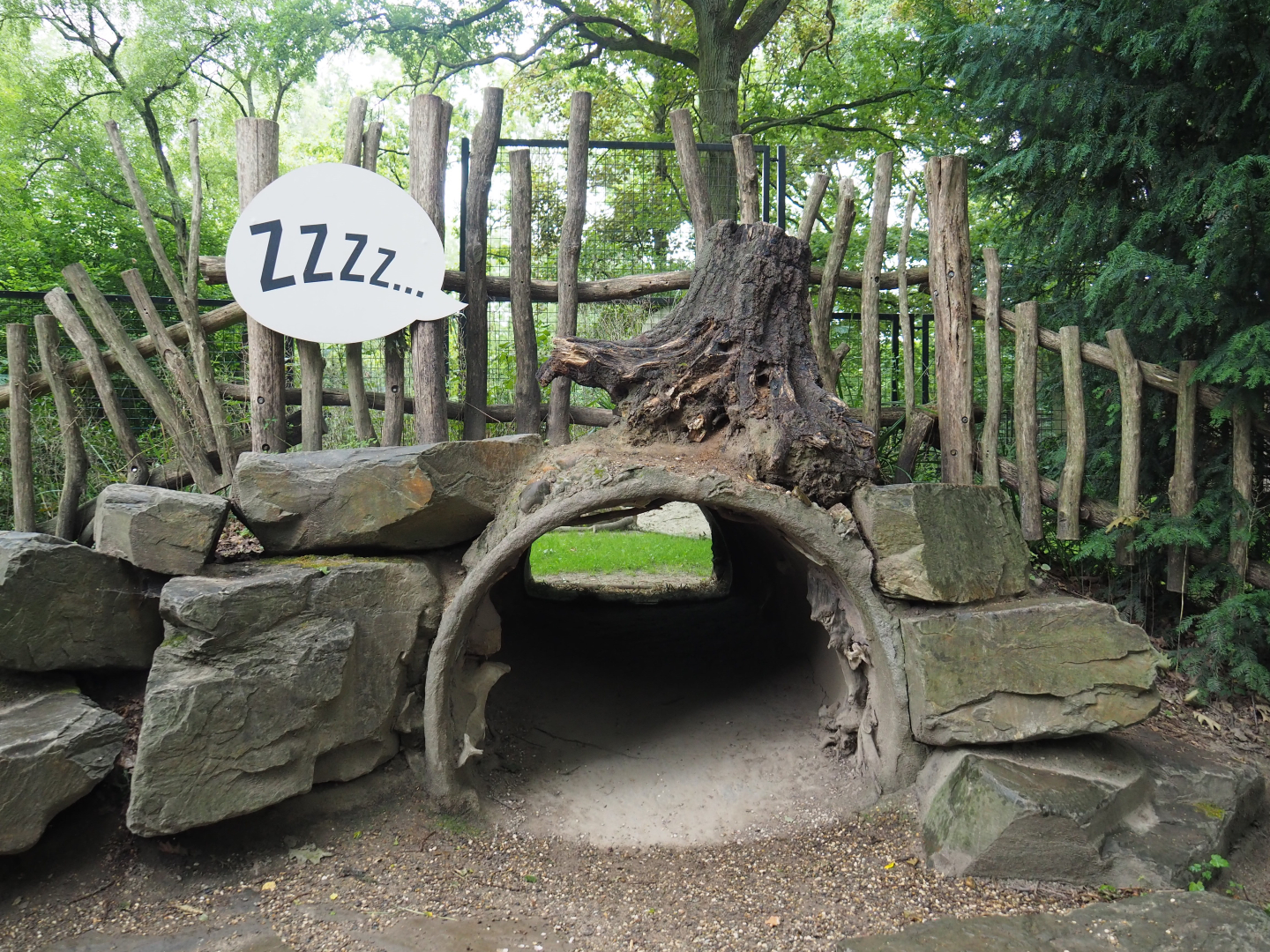 Spotted hyena den viewing area, 2020-07-14