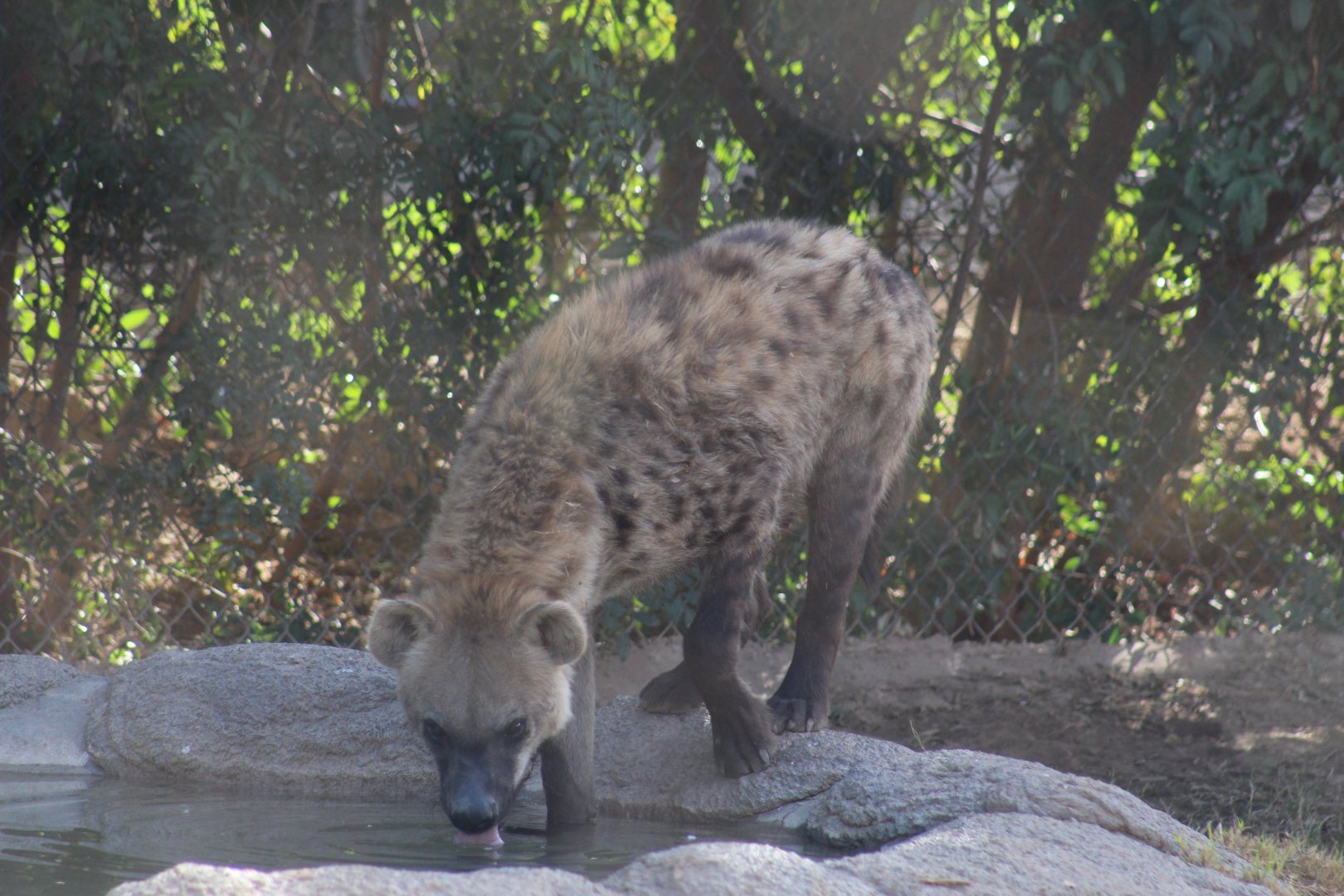 Spotted Hyena Drinking