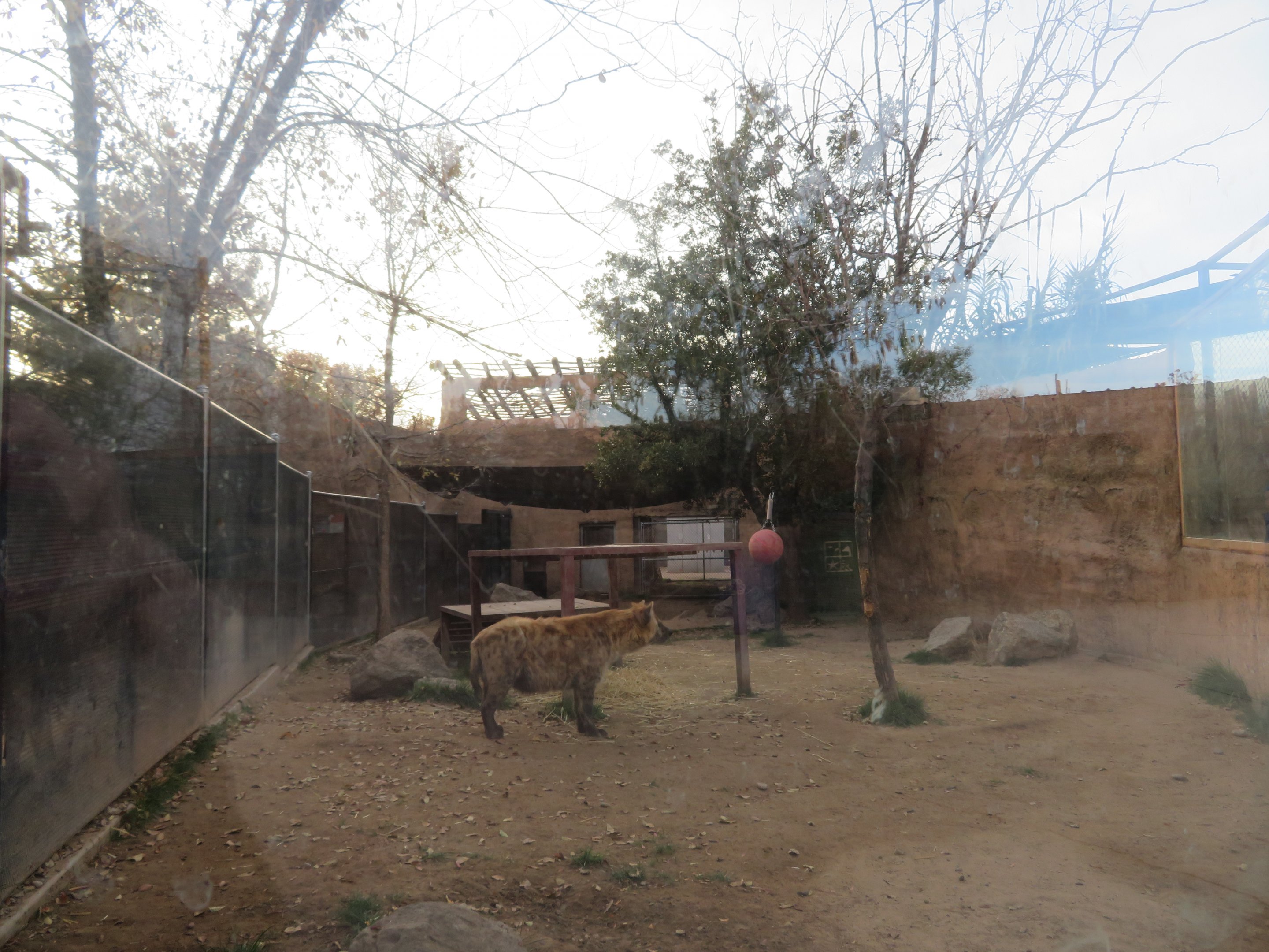 Spotted Hyena Enclosure (1 of 2)