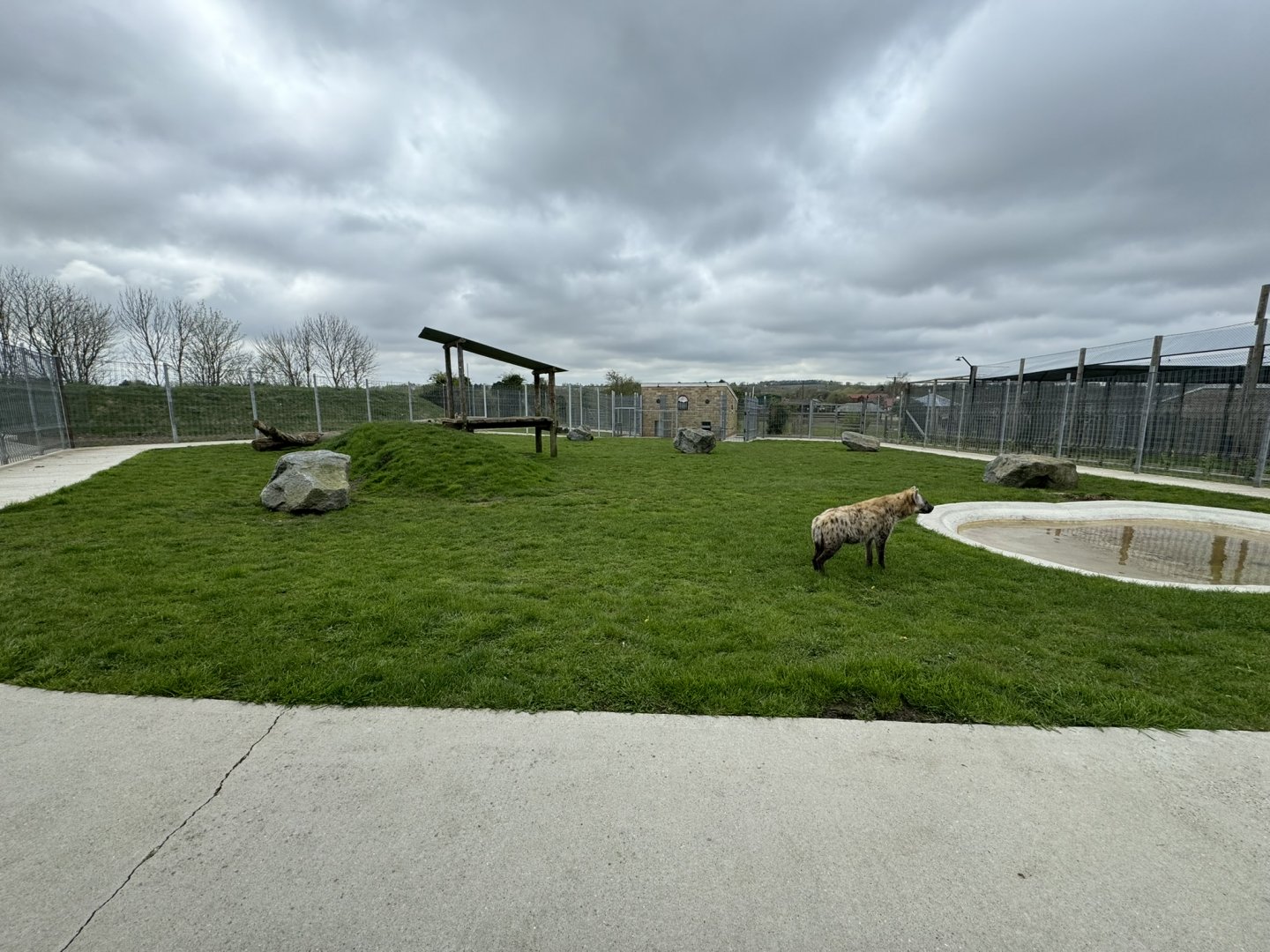 Spotted Hyena Enclosure at Wolds Wildlife Park (March 2024)