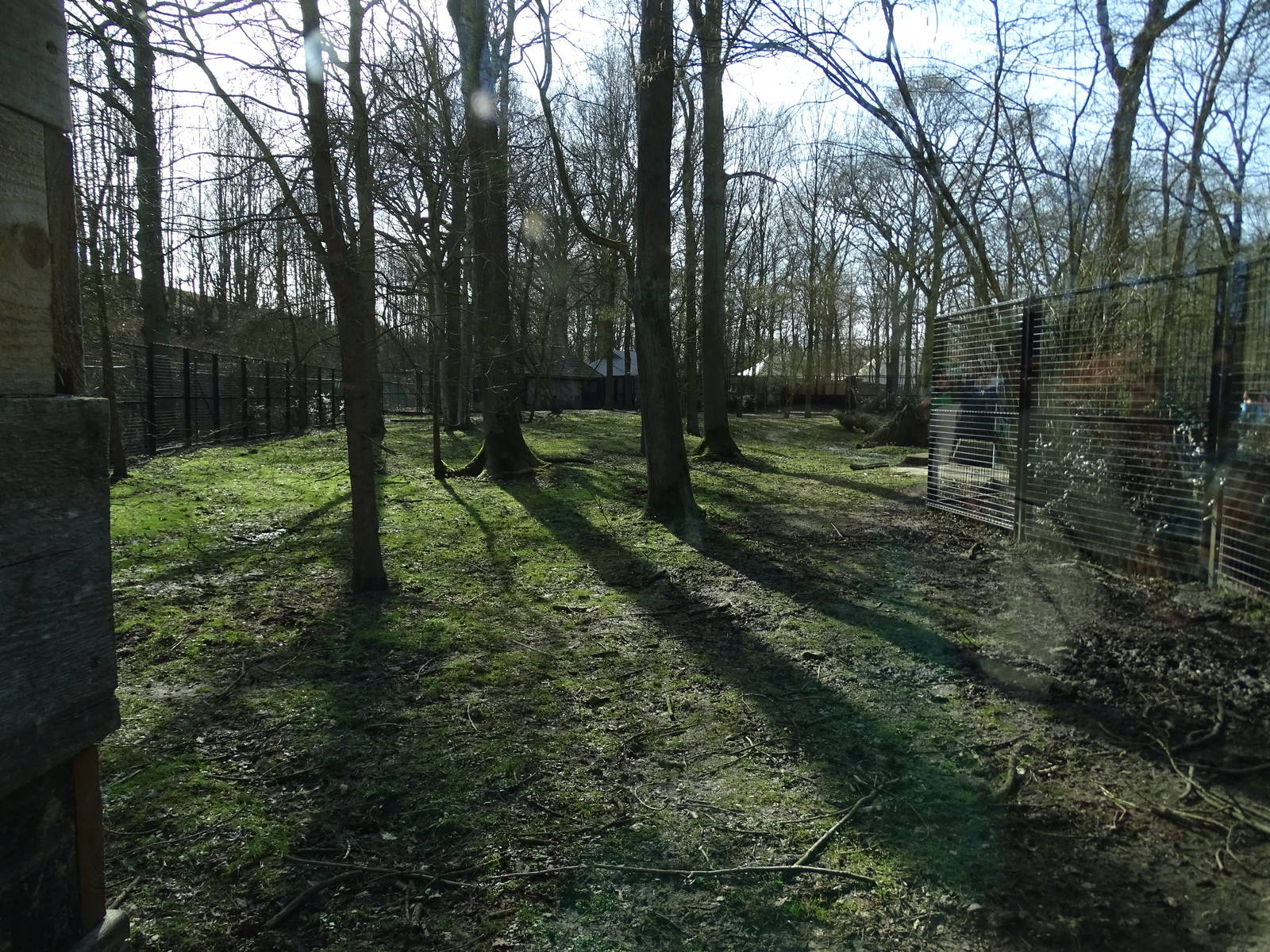 Spotted hyena enclosure