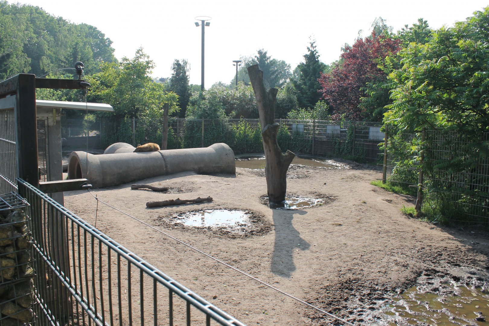 Spotted hyena Enclosure