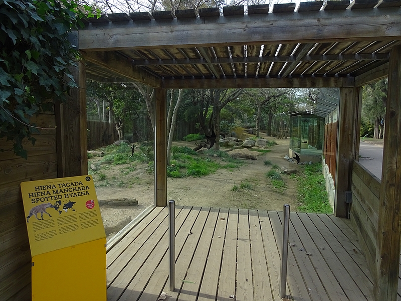 Spotted hyena enclosure