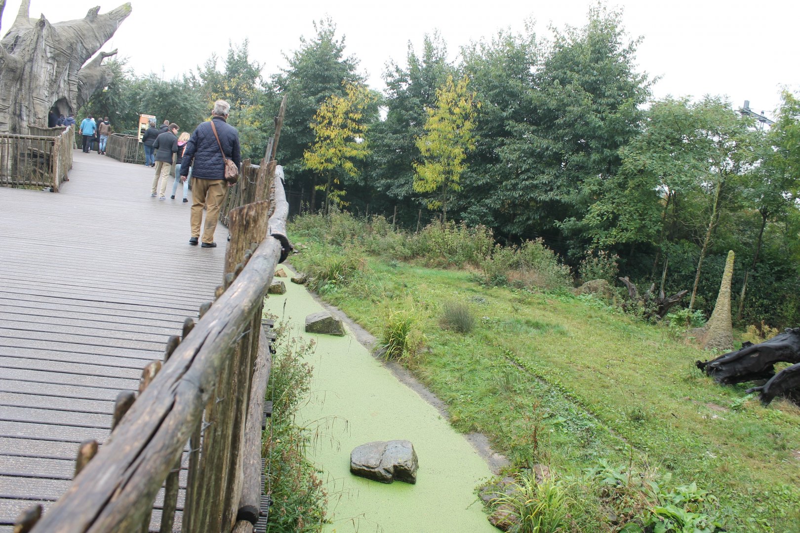 Spotted hyena enclosure
