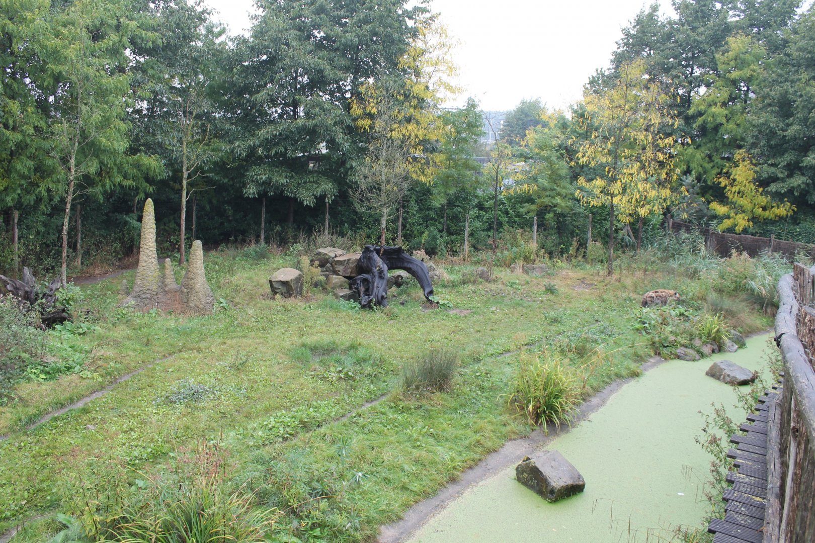 Spotted hyena enclosure