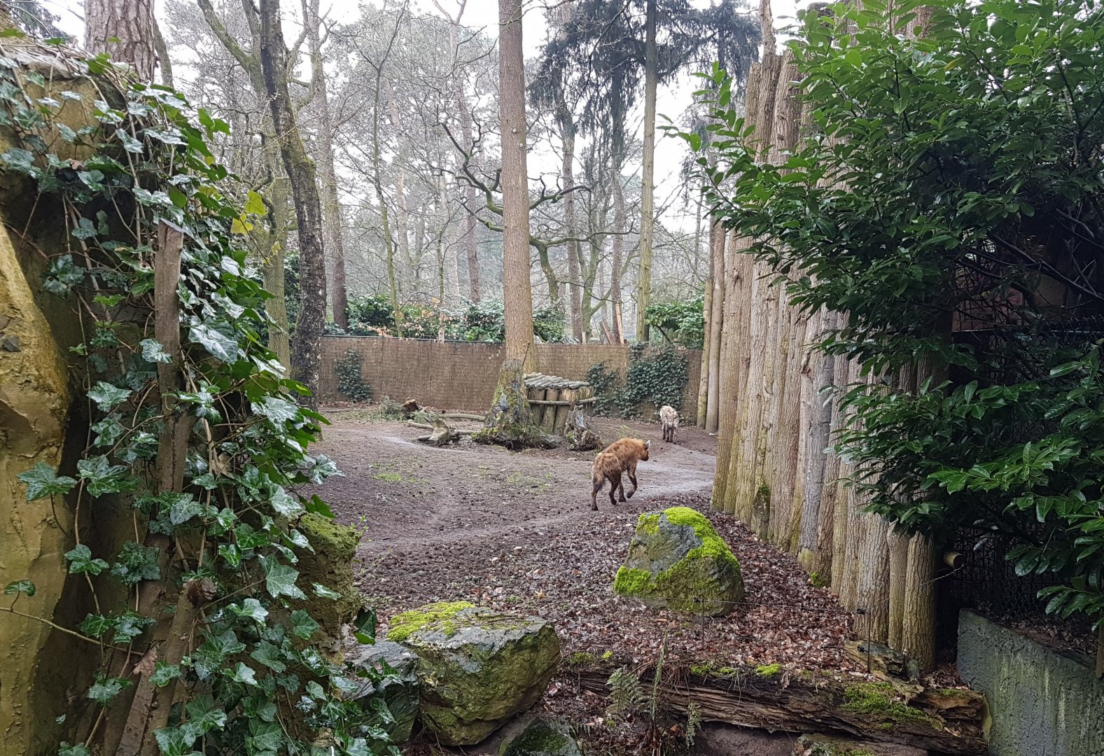 Spotted hyena enclosure