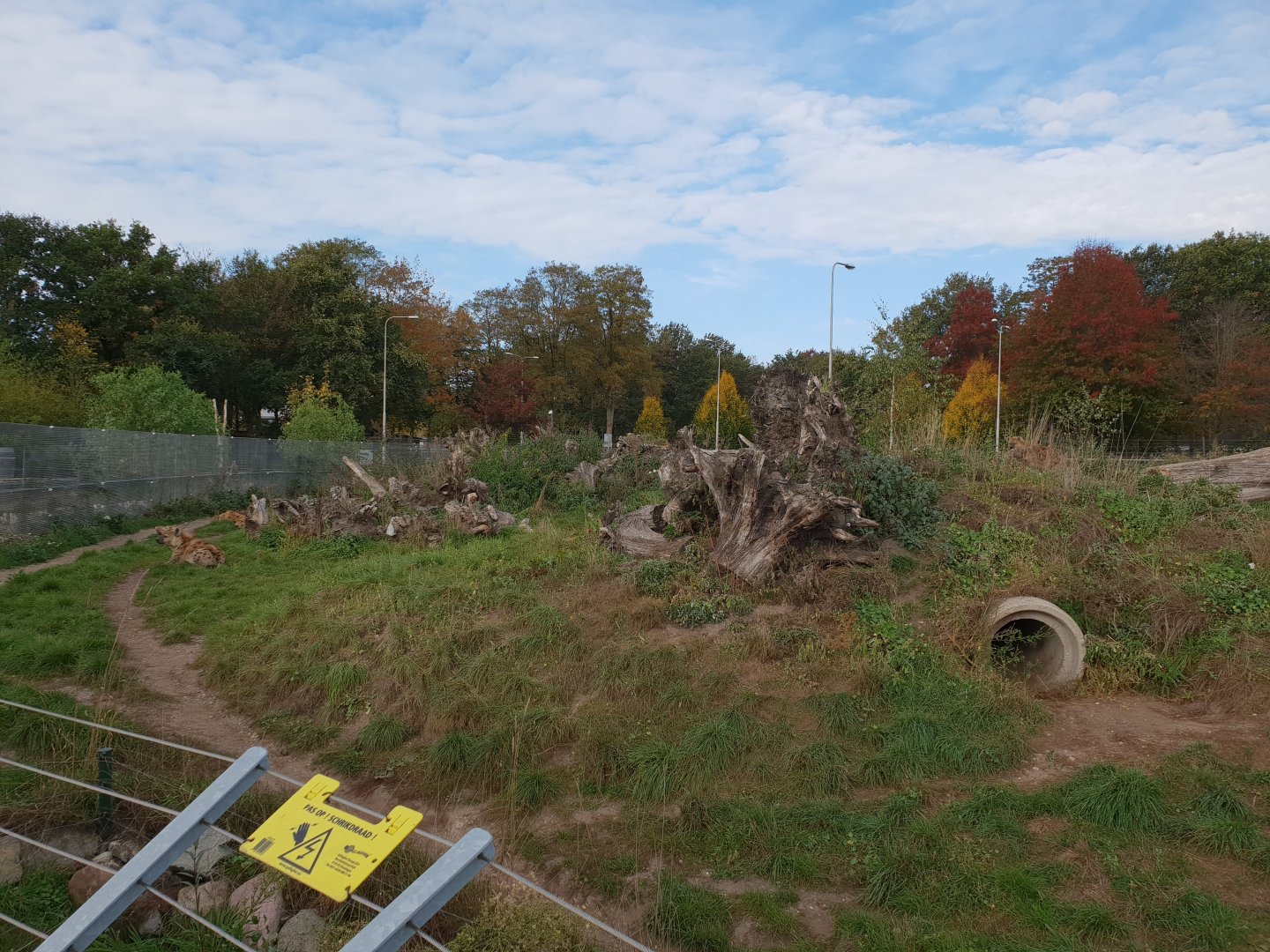 Spotted hyena-enclosure