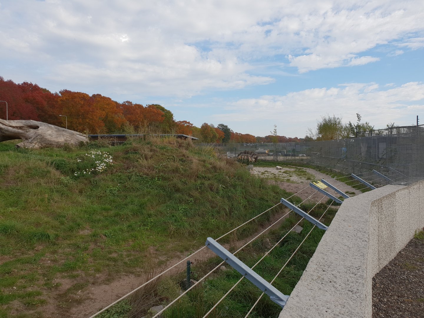 Spotted hyena-enclosure