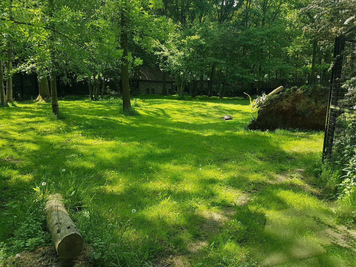 Spotted hyena enclosure