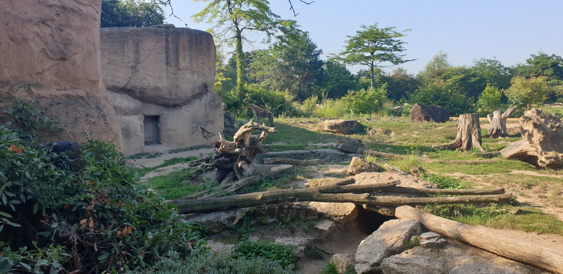 Spotted hyena enclosure