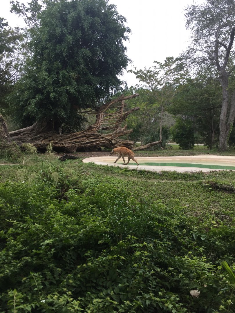 Spotted Hyena Enclosure