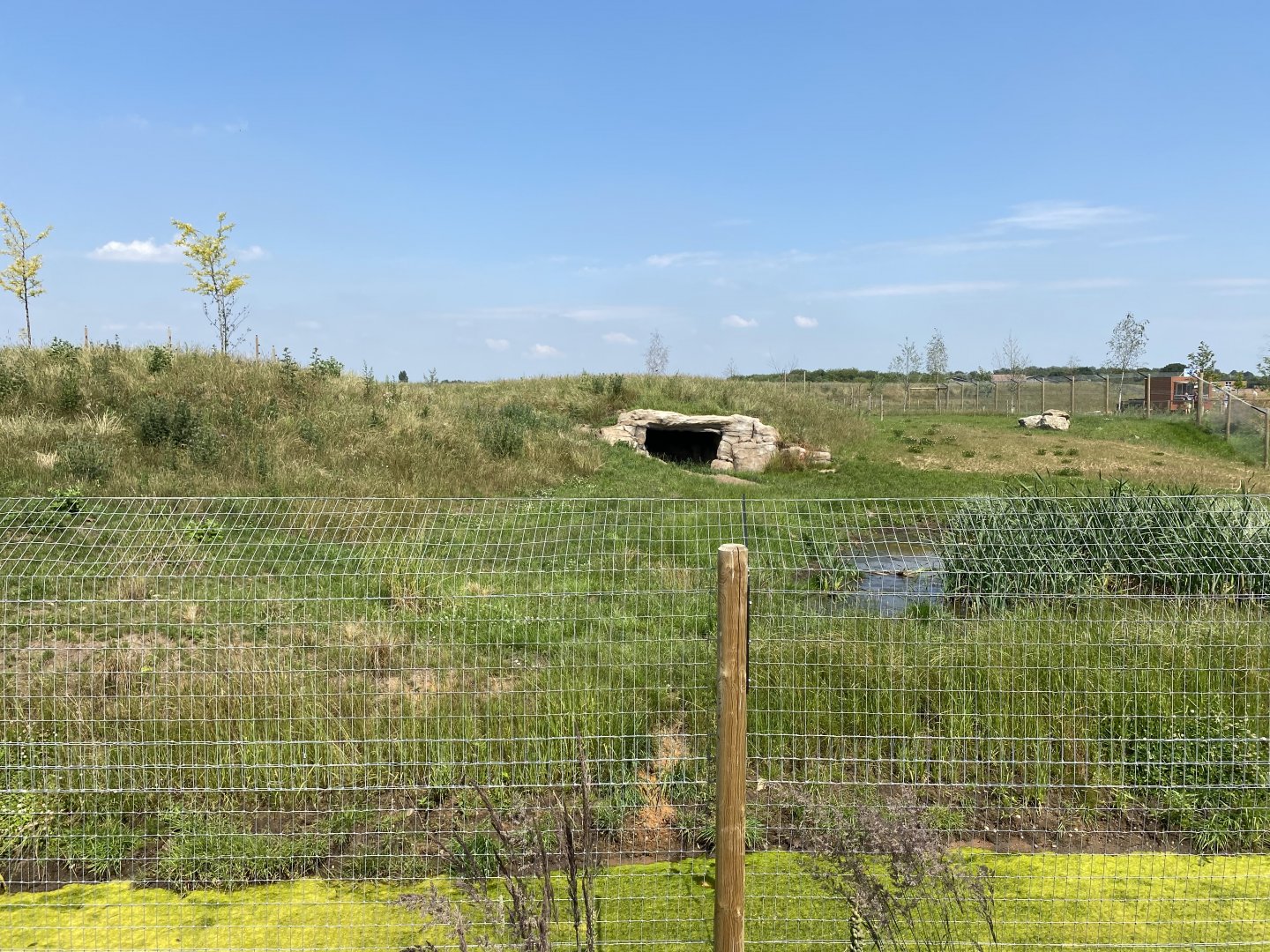 Spotted Hyena Enclosure