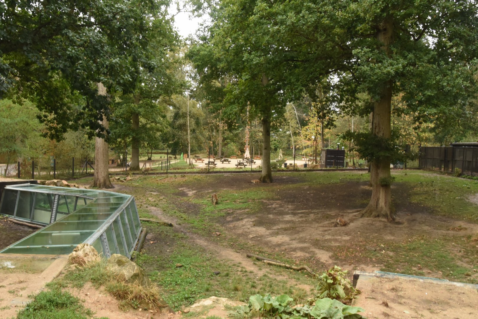 Spotted Hyena enclosure